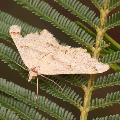 Dissomorphia australiaria (Dashed Geometrid, Ennominae) at Dryandra St Woodland - 2 Mar 2024 by ConBoekel