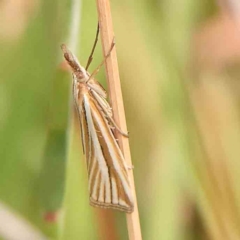 Hednota species near grammellus (Pyralid or snout moth) at Dryandra St Woodland - 2 Mar 2024 by ConBoekel