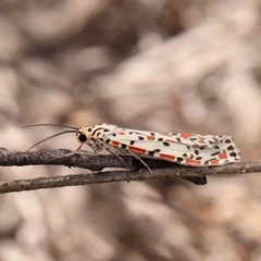 Utetheisa pulchelloides (Heliotrope Moth) at Dryandra St Woodland - 2 Mar 2024 by ConBoekel