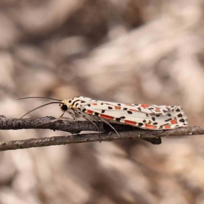 Utetheisa pulchelloides (Heliotrope Moth) at Dryandra St Woodland - 2 Mar 2024 by ConBoekel