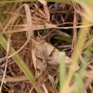 Mocis alterna at Dryandra St Woodland - 2 Mar 2024