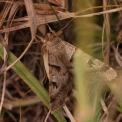 Mocis alterna at Dryandra St Woodland - 2 Mar 2024