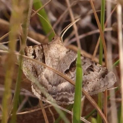 Mocis alterna (Bean Looper) at Dryandra St Woodland - 2 Mar 2024 by ConBoekel