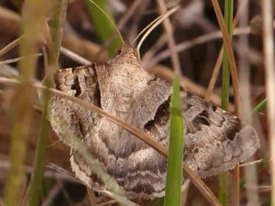 Mocis alterna (Bean Looper) at Dryandra St Woodland - 2 Mar 2024 by ConBoekel