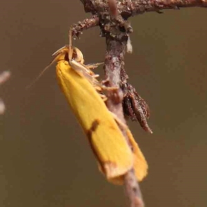 Plectobela undescribed species at Dryandra St Woodland - 2 Mar 2024 02:45 PM