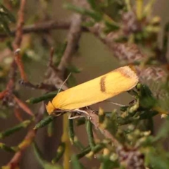 Plectobela undescribed species at Dryandra St Woodland - 2 Mar 2024 02:45 PM