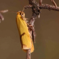 Plectobela undescribed species at Dryandra St Woodland - 2 Mar 2024 02:45 PM