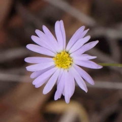 Brachyscome rigidula (Hairy Cut-leaf Daisy) at Black Mountain - 28 Feb 2024 by ConBoekel