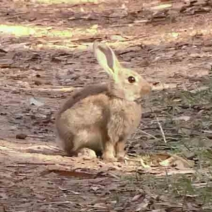 Oryctolagus cuniculus at Dryandra St Woodland - 2 Mar 2024