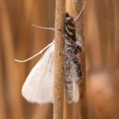 Thyene concinna (Creeping Jumper) at Dryandra St Woodland - 2 Mar 2024 by ConBoekel