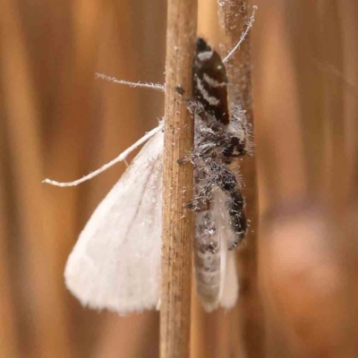 Thyene concinna (Creeping Jumper) at Dryandra St Woodland - 2 Mar 2024 by ConBoekel