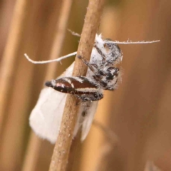 Thyene concinna at Dryandra St Woodland - 2 Mar 2024 03:17 PM