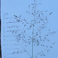 Eragrostis curvula (African Lovegrass) at O'Connor, ACT - 4 Mar 2024 by Steve818