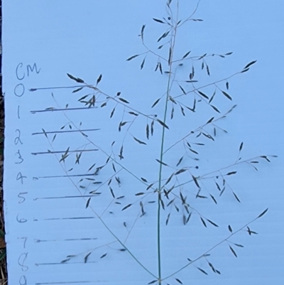 Eragrostis curvula (African Lovegrass) at O'Connor, ACT - 4 Mar 2024 by Steve818