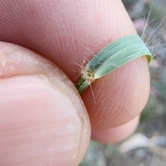 Eragrostis curvula at Dryandra St Woodland - 4 Mar 2024