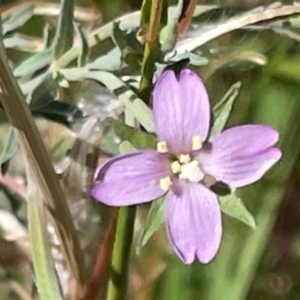 Epilobium billardiereanum subsp. cinereum at Griffith Woodland (GRW) - 4 Mar 2024 03:16 PM