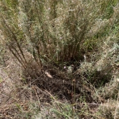 Epilobium billardiereanum subsp. cinereum at Griffith Woodland (GRW) - 4 Mar 2024