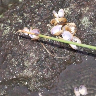 Corbicula australis (Little Basket Shells) at Campbellfield, VIC - 21 Mar 2007 by WendyEM