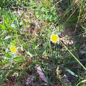 Sonchus oleraceus at Mount Majura - 4 Mar 2024 10:13 AM