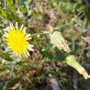 Sonchus oleraceus at Mount Majura - 4 Mar 2024 10:13 AM