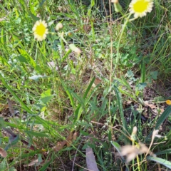 Sonchus oleraceus at Mount Majura - 4 Mar 2024 10:13 AM