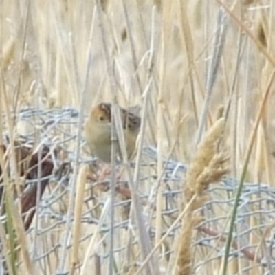 Cisticola exilis (Golden-headed Cisticola) at Campbellfield, VIC - 21 Mar 2007 by WendyEM