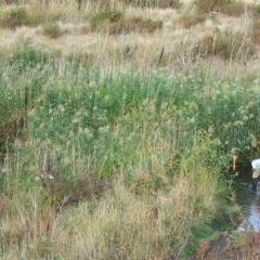 Phragmites australis (Common Reed) at Campbellfield, VIC - 21 Mar 2007 by WendyEM