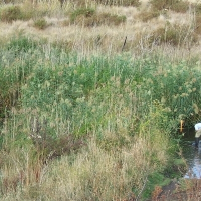 Phragmites australis (Common Reed) at Campbellfield, VIC - 21 Mar 2007 by WendyEM