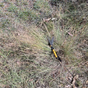 Eragrostis curvula at Watson, ACT - 4 Mar 2024