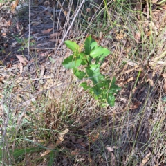 Pyrus calleryana (Callery Pear) at Mount Majura - 4 Mar 2024 by abread111