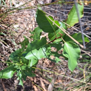 Pyrus calleryana at Mount Majura - 4 Mar 2024 11:26 AM