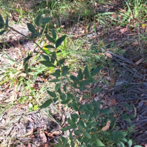 Rosa sp. at Mount Majura - 4 Mar 2024