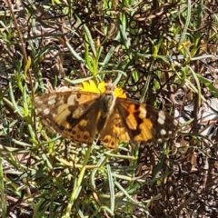 Vanessa kershawi (Australian Painted Lady) at Little Taylor Grasslands - 2 Mar 2024 by galah681