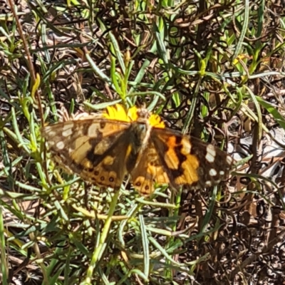 Vanessa kershawi (Australian Painted Lady) at Little Taylor Grassland (LTG) - 2 Mar 2024 by galah681