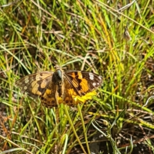 Vanessa kershawi at Little Taylor Grassland (LTG) - 3 Mar 2024