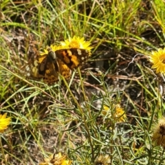 Vanessa kershawi at Little Taylor Grassland (LTG) - 3 Mar 2024 10:04 AM