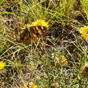 Vanessa kershawi at Little Taylor Grassland (LTG) - 3 Mar 2024