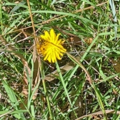 Apis mellifera (European honey bee) at Little Taylor Grasslands - 2 Mar 2024 by galah681