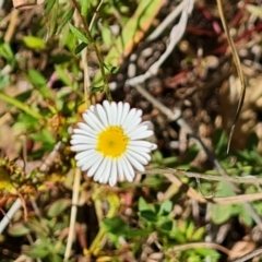 Erigeron karvinskianus (Seaside Daisy) at Mount Mugga Mugga - 4 Mar 2024 by Mike