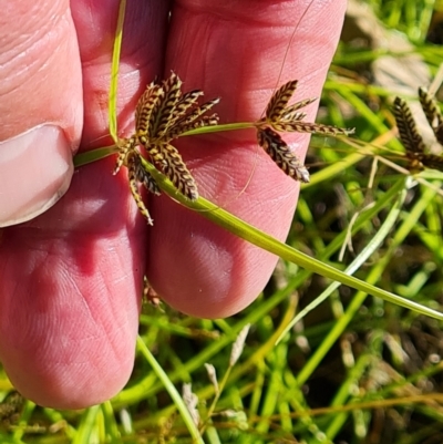 Cyperus sanguinolentus (A Sedge) at Mount Mugga Mugga - 4 Mar 2024 by Mike