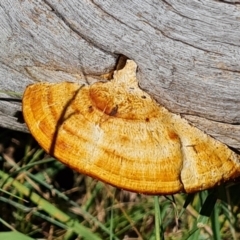 Truncospora ochroleuca at Mount Mugga Mugga - 4 Mar 2024 by Mike