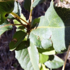 Pyrus sp. (An Ornamental Pear) at Mount Majura - 4 Mar 2024 by abread111