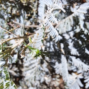 Lehtinelagia prasina at Mount Majura - 4 Mar 2024