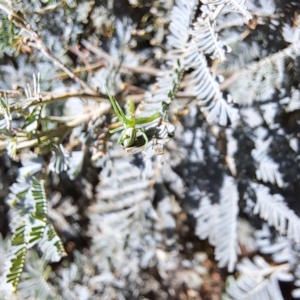 Lehtinelagia prasina at Mount Majura - 4 Mar 2024