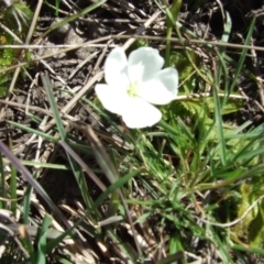 Unidentified Other Wildflower or Herb at Epping, VIC - 26 Aug 2007 by WendyEM