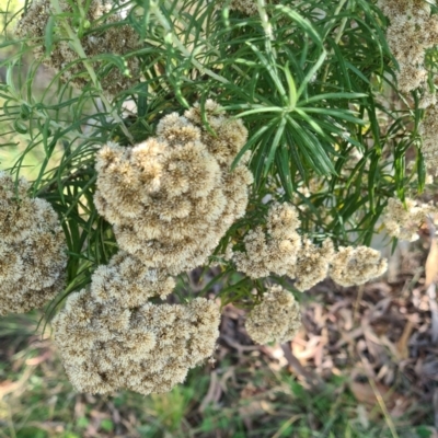 Cassinia longifolia (Shiny Cassinia, Cauliflower Bush) at Little Taylor Grasslands - 2 Mar 2024 by galah681