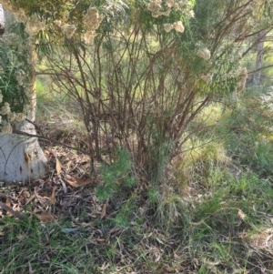 Cassinia longifolia at Little Taylor Grassland (LTG) - 3 Mar 2024 10:15 AM