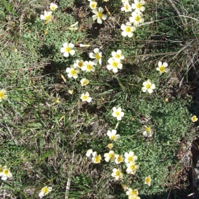 Oxalis flava (Yellow Oxalis) at Epping, VIC - 26 Aug 2007 by WendyEM