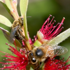 Leioproctus (Leioproctus) amabilis at Harrison, ACT - suppressed