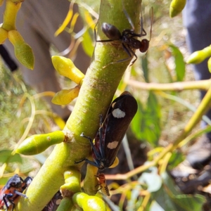 Eurymela distincta at The Fair, Watson - 4 Mar 2024